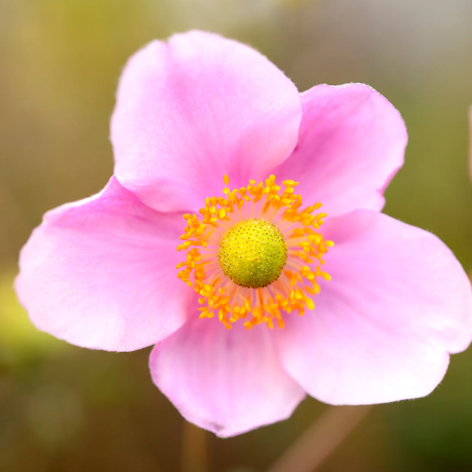 Anémone Robustissima - Anemone vitifolia 'Robustissima'