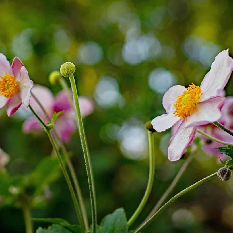 Anémone September Charm - Anemone hupehensis 'September Charm'