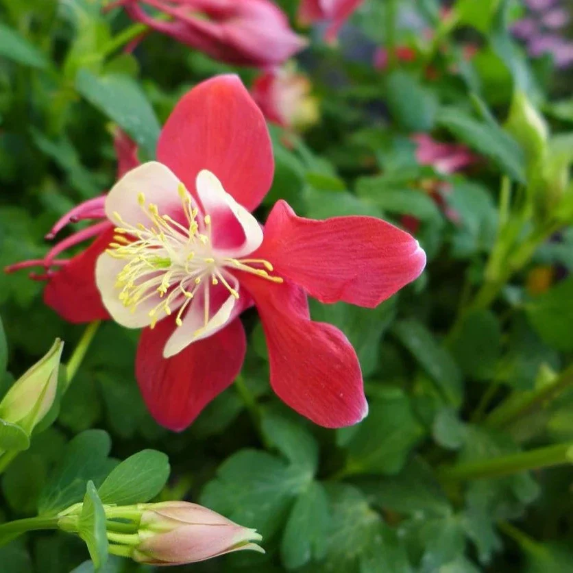 Ancolie Kirigami - Aquilegia 'Kirigami'