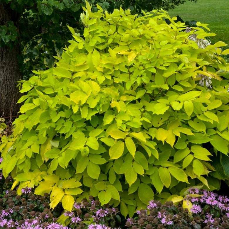 Aralie Sun King - Aralia 'Sun King'