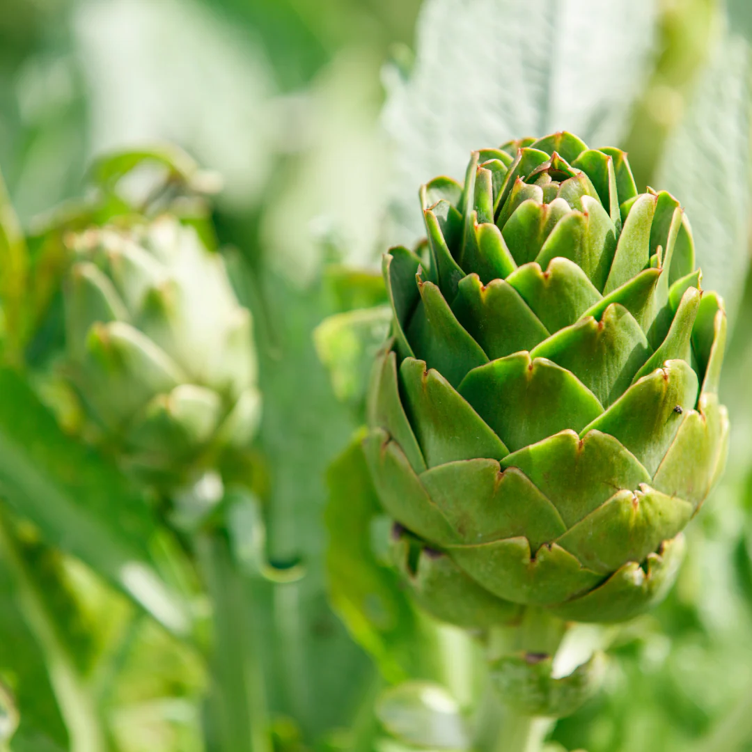 Artichaut (plant BIO)