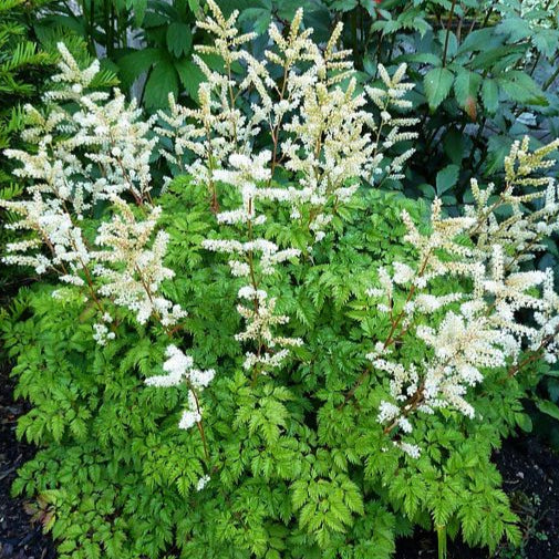 Barbe de bouc naine - Aruncus aethusifolius