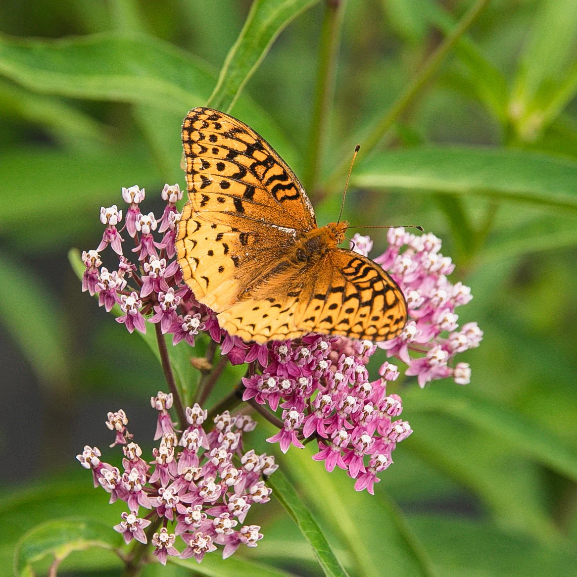 Asclépiade incarnate Bio (semences)