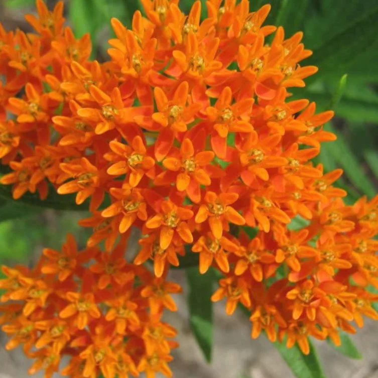 Asclepiade tubéreuse - Asclepias tuberosa