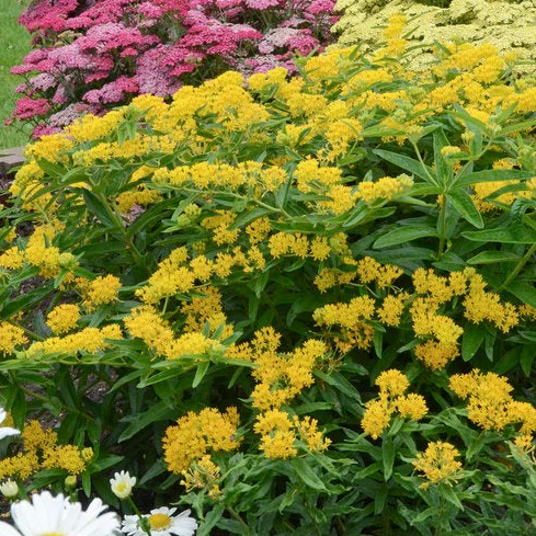 Asclepiade tubéreuse Hello Yellow - Asclepias tuberosa 'Hello Yellow'