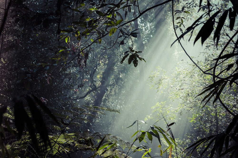 Omi Irè 30 ml – Image 3