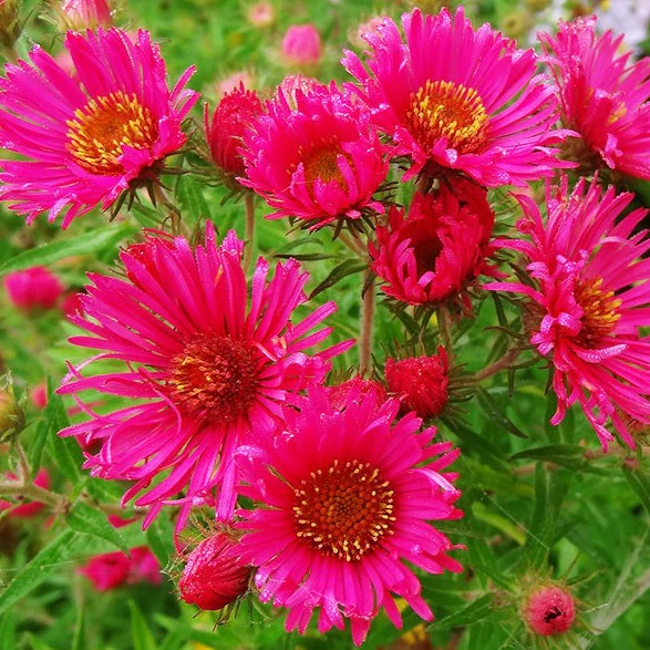 Aster anglais Alma Potschke - Aster novae angliae 'Alma Potschke'