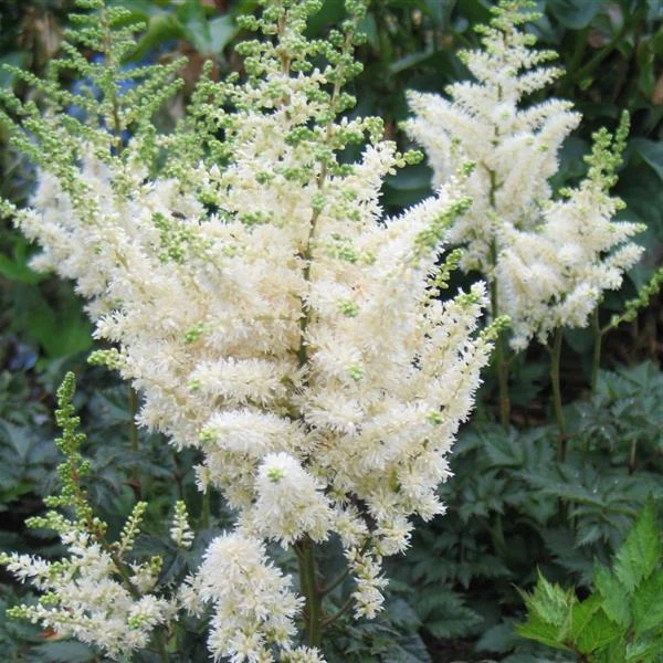 Astilbe Vision in White - Astilbe 'Vision in White'