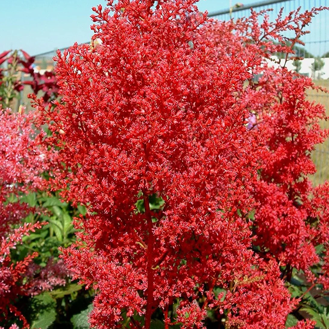 Astilbe Montgomery - Astilbe japonica 'Montgomery'