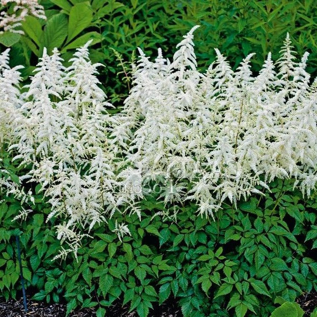Astilbe Diamant - Astilbe arendsii 'Diamant'