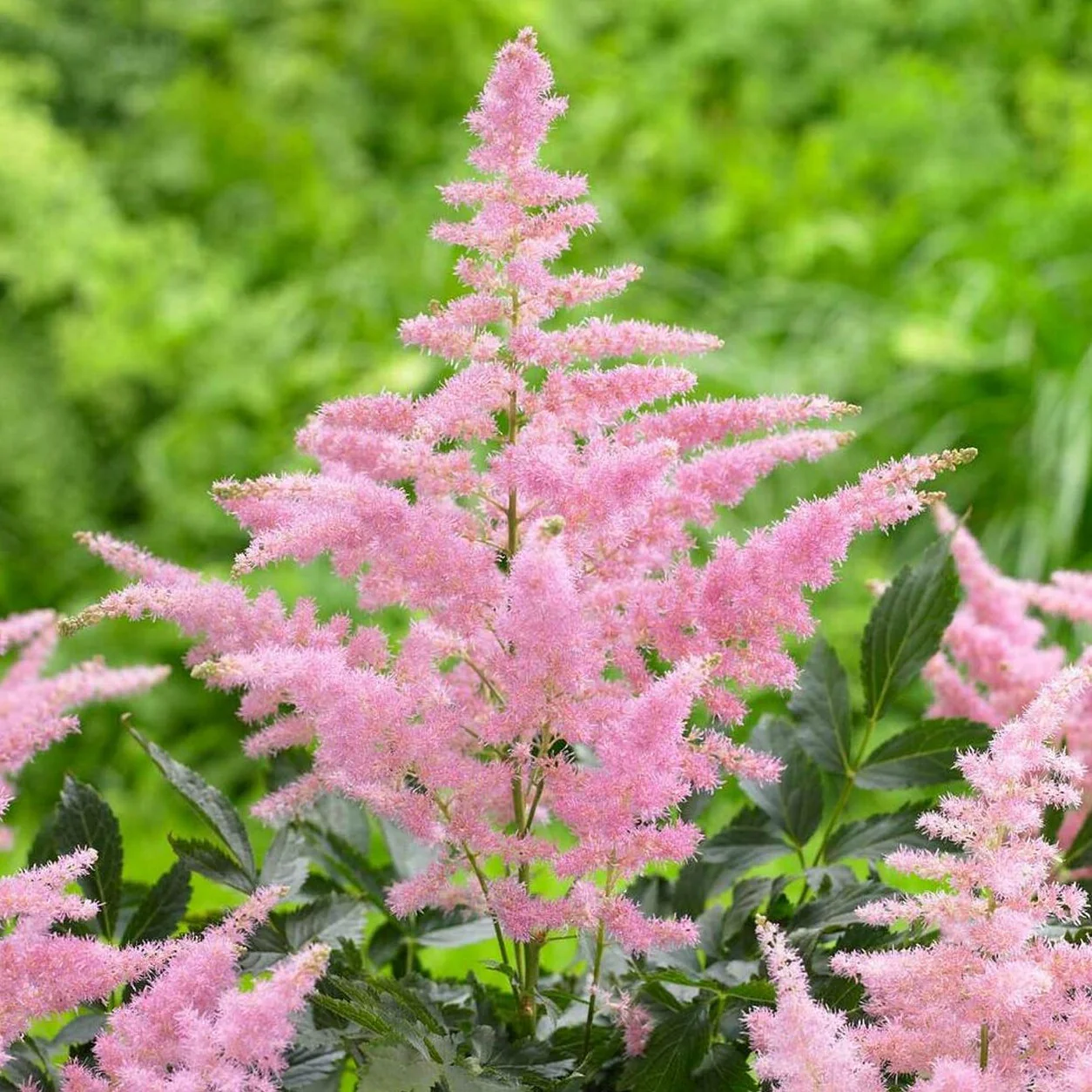 Astilbe Erika - Astilbe arendsii 'Erika'