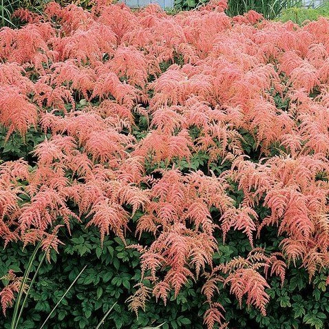 Astilbe Ostrich Plume - Astilbe thunbergii 'Ostrich Plume '