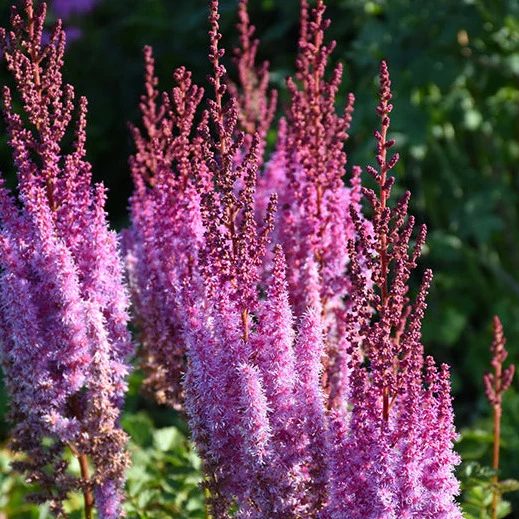 Astilbe Taquetti Superba - Astilbe chinensis 'Superba'