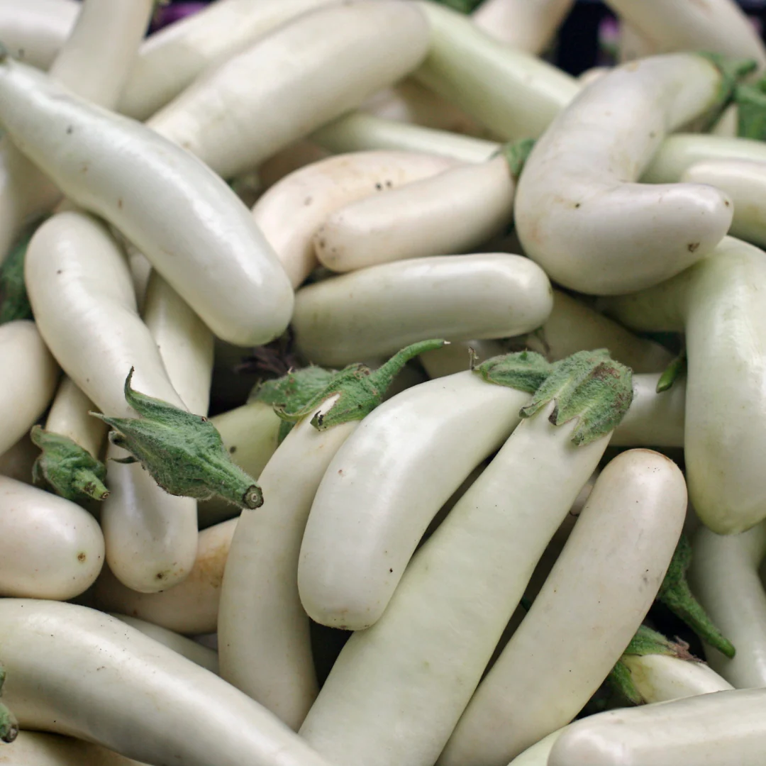 Aubergine blanche (plant BIO)