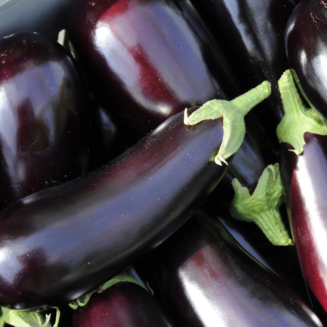 Aubergine 'Night Shadow' pourpre (plant BIO)