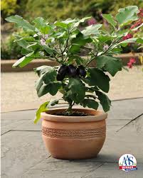 Aubergine 'Patio Baby' pourpre (plant BIO) – Image 2