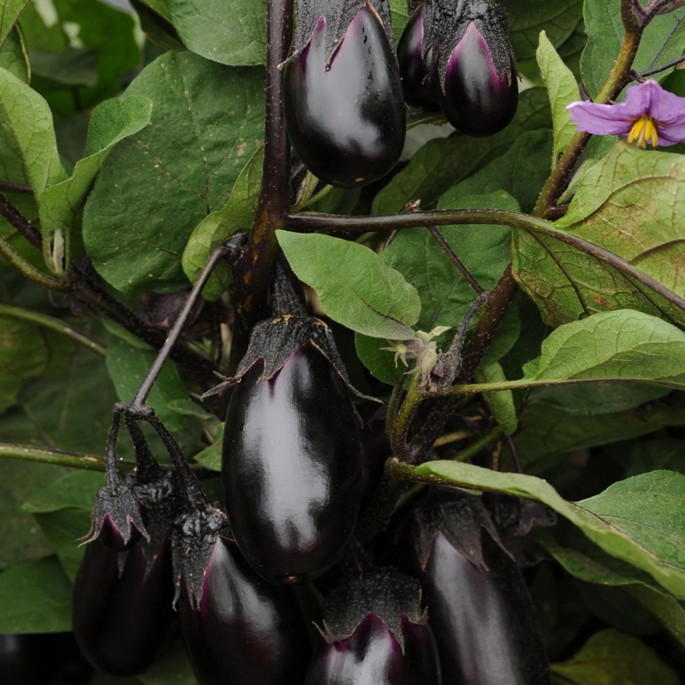 Aubergine 'Patio Baby' pourpre (plant BIO)