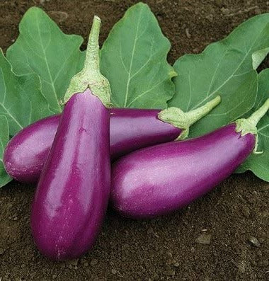 Aubergine 'Dancer' (plant BIO)