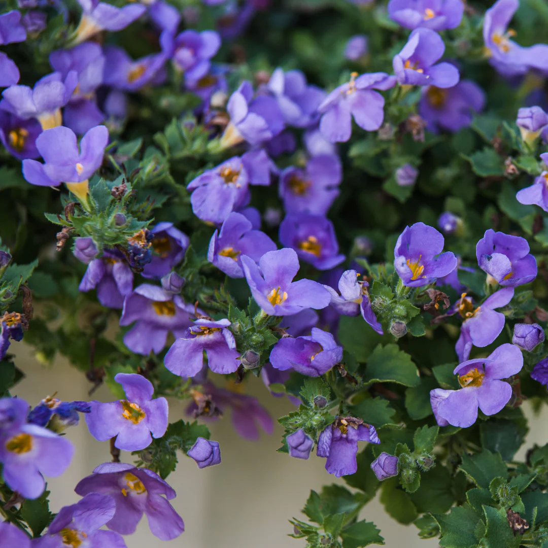 Bacopa - Bacopa – Image 2