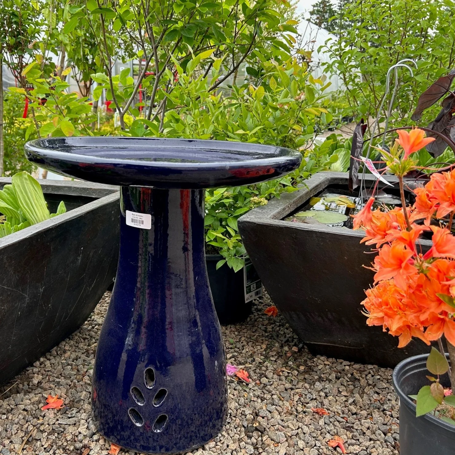 Bain d'oiseau – Image 2