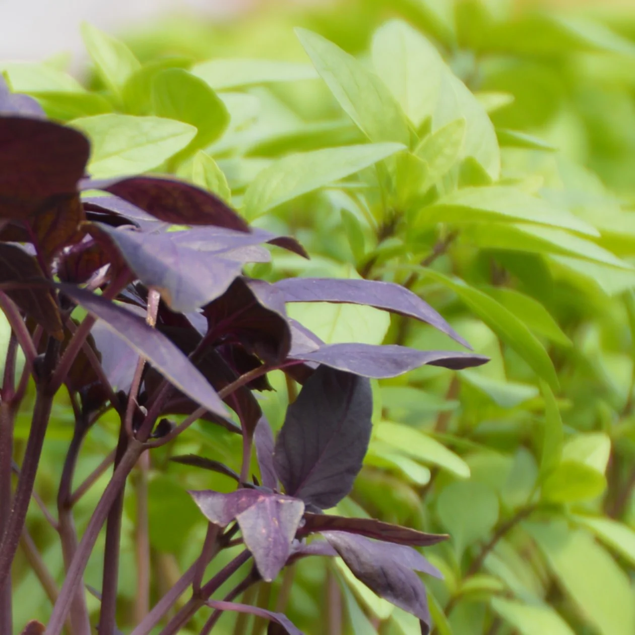 Basilic en mélange Bio (semences)