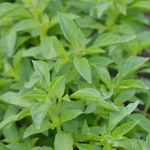 Basilic 'Citron' (plant BIO)