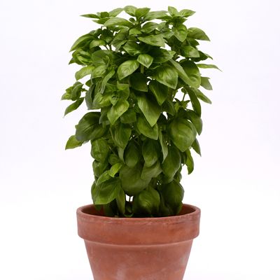 Basilic Genevose 'Emerald Tower' (plant BIO)