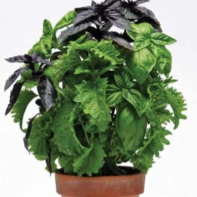 Basilic trio 'Simply Herbs' (plant BIO)