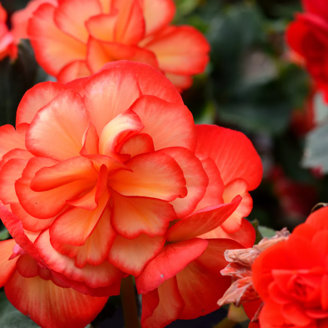 Bégonia tubéreux - Begonia tuberosa – Image 5