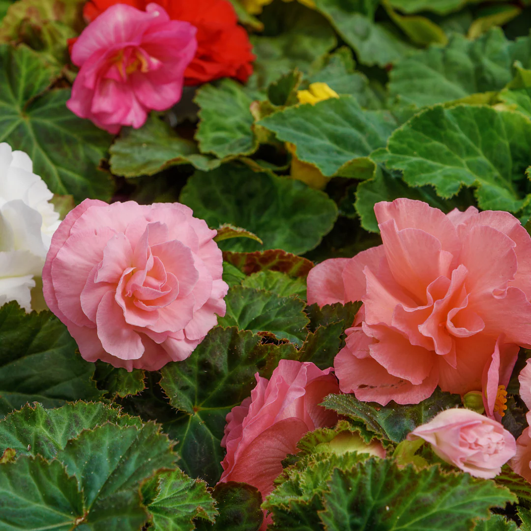 Bégonia tubéreux - Begonia tuberosa