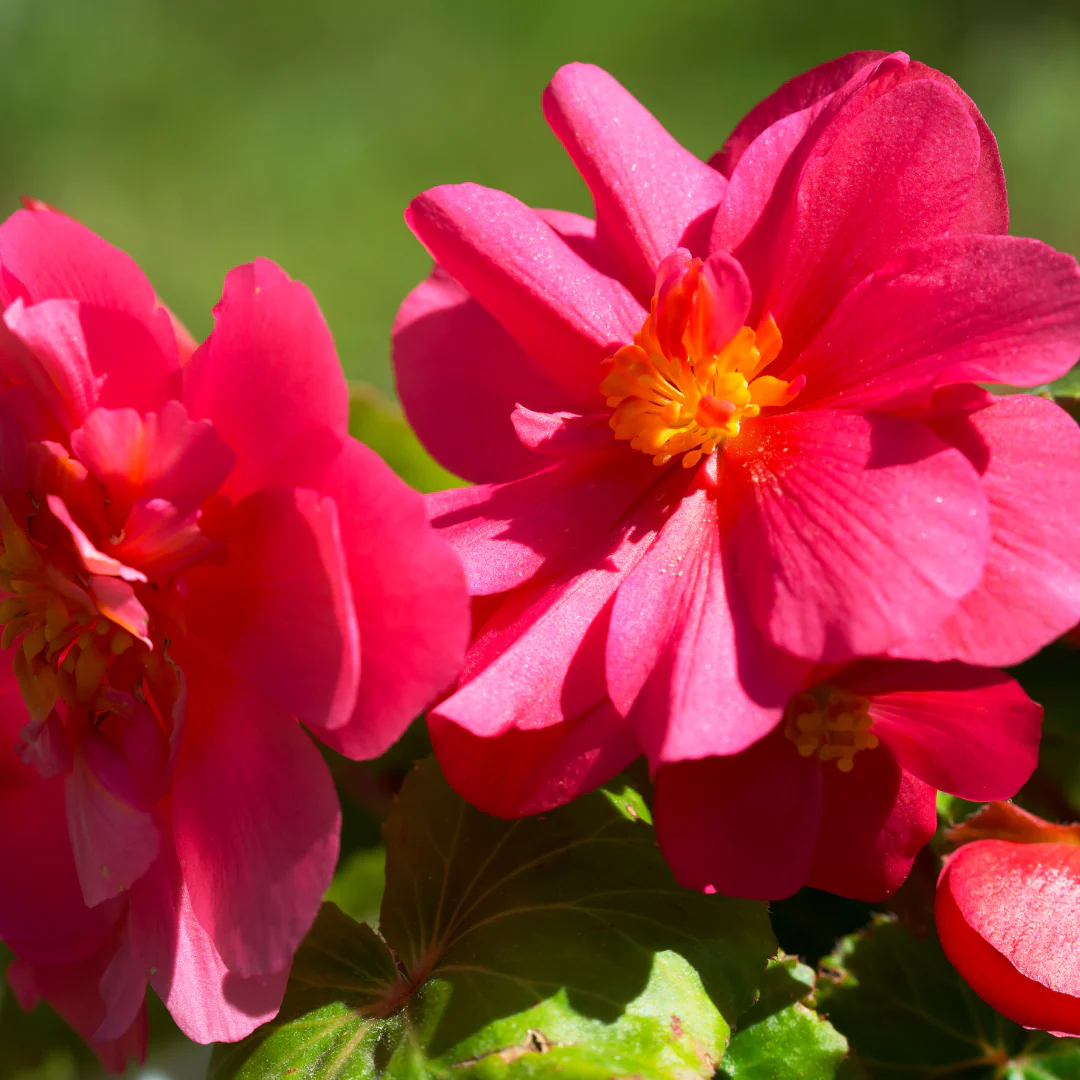 Bégonia tubéreux - Begonia tuberosa – Image 3