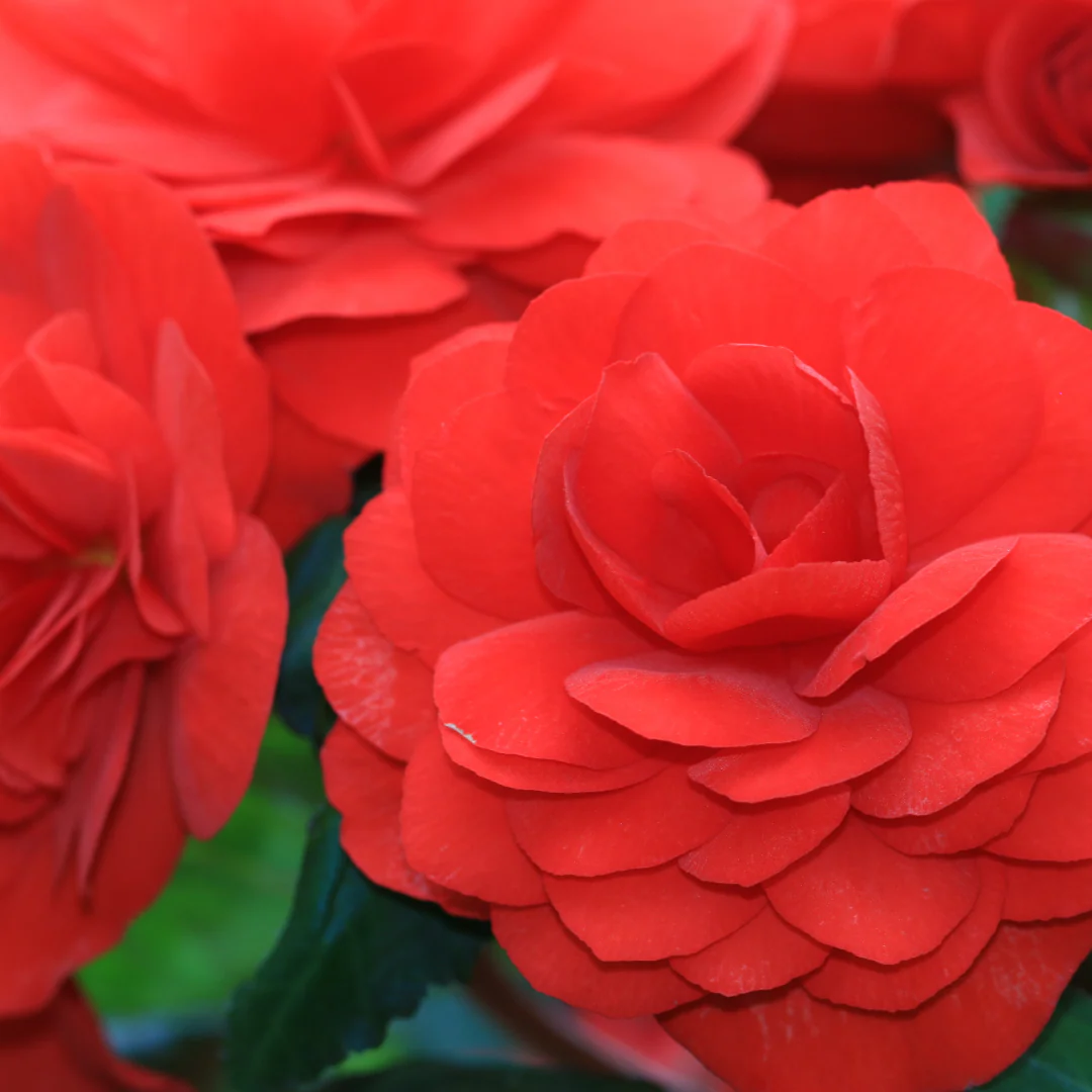 Bégonia tubéreux - Begonia tuberosa – Image 4