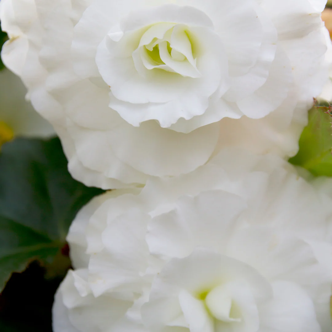 Bégonia tubéreux - Begonia tuberosa – Image 7