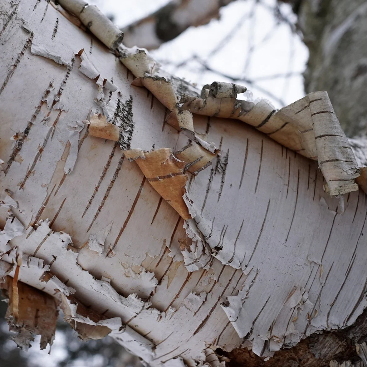 Bouleau à papier - Betula papyrifera