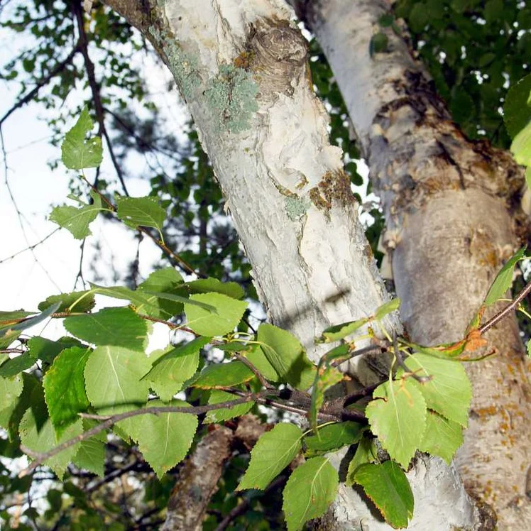 Bouleau à papier - Betula papyrifera – Image 2