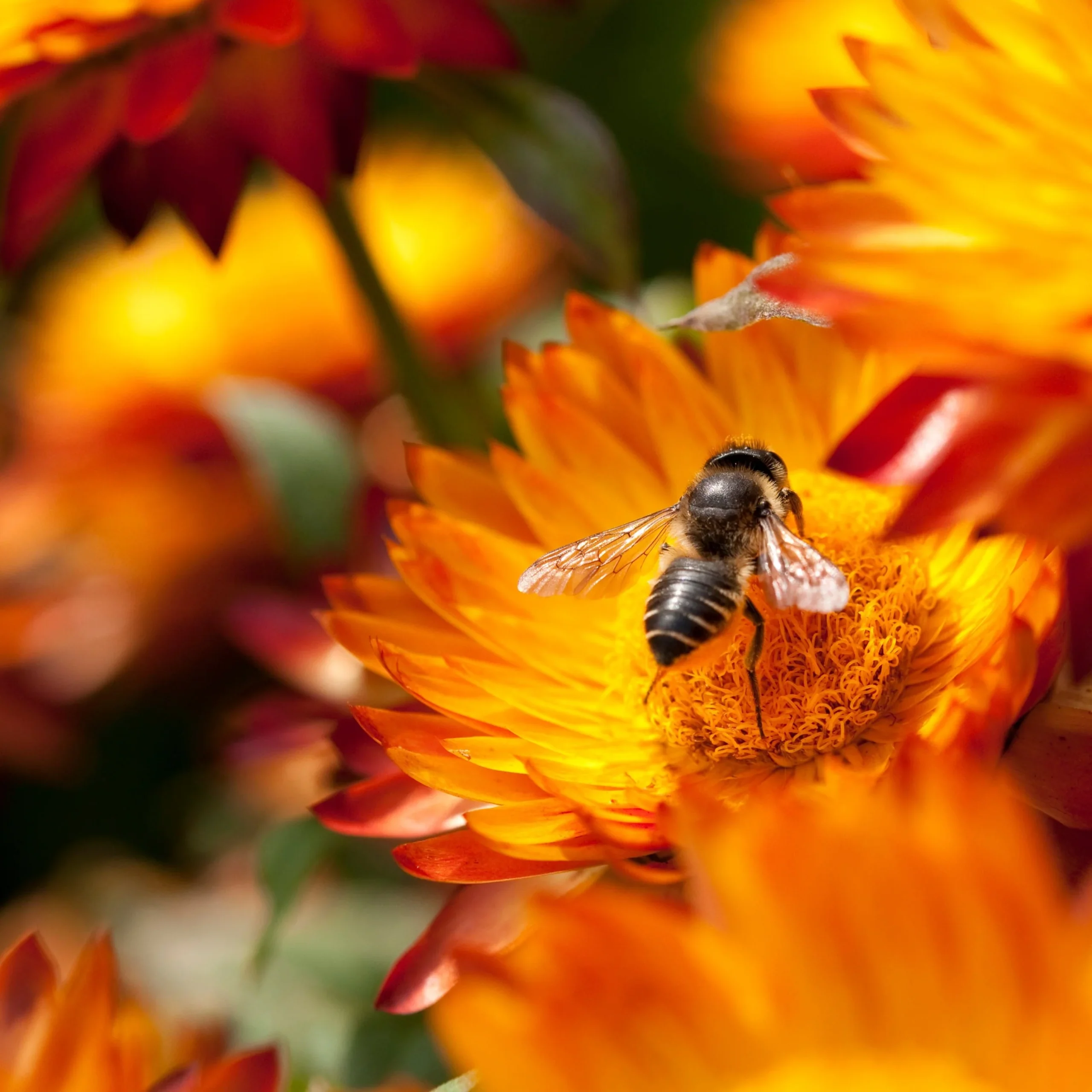 Immortelle - Helichrysum bracteantha – Image 2