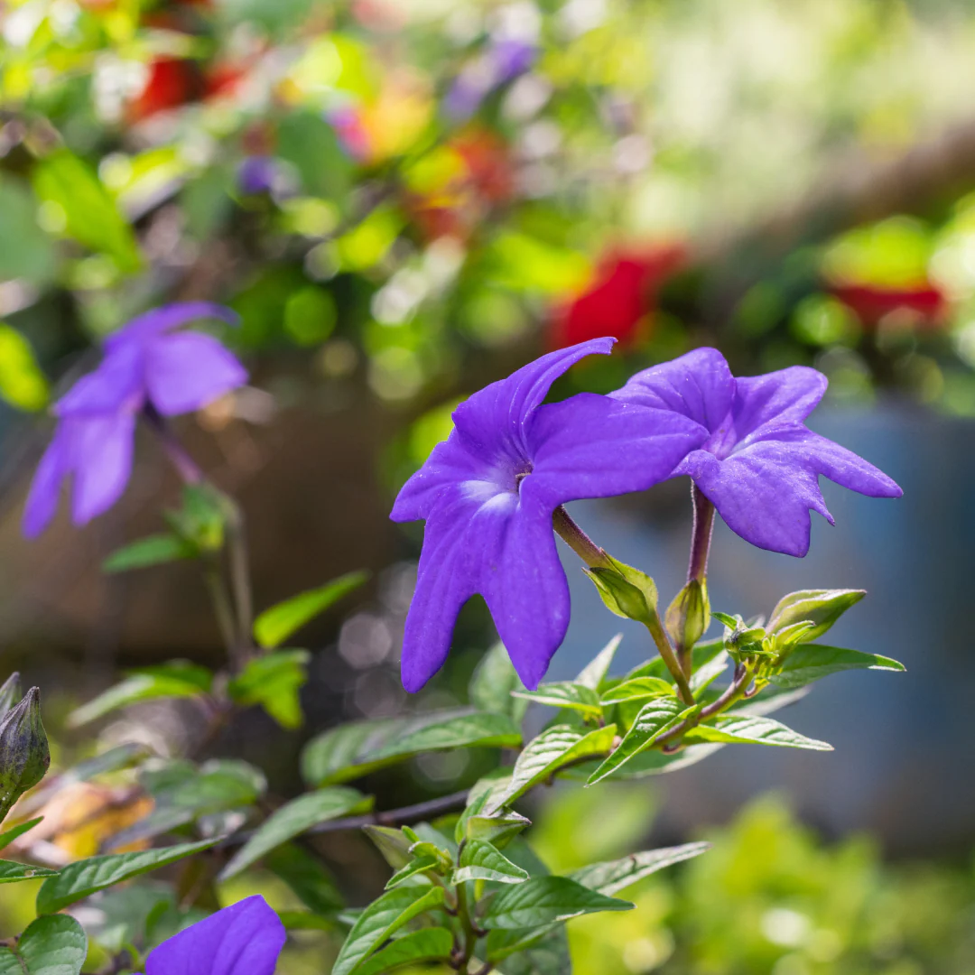 Browallie - Browallia