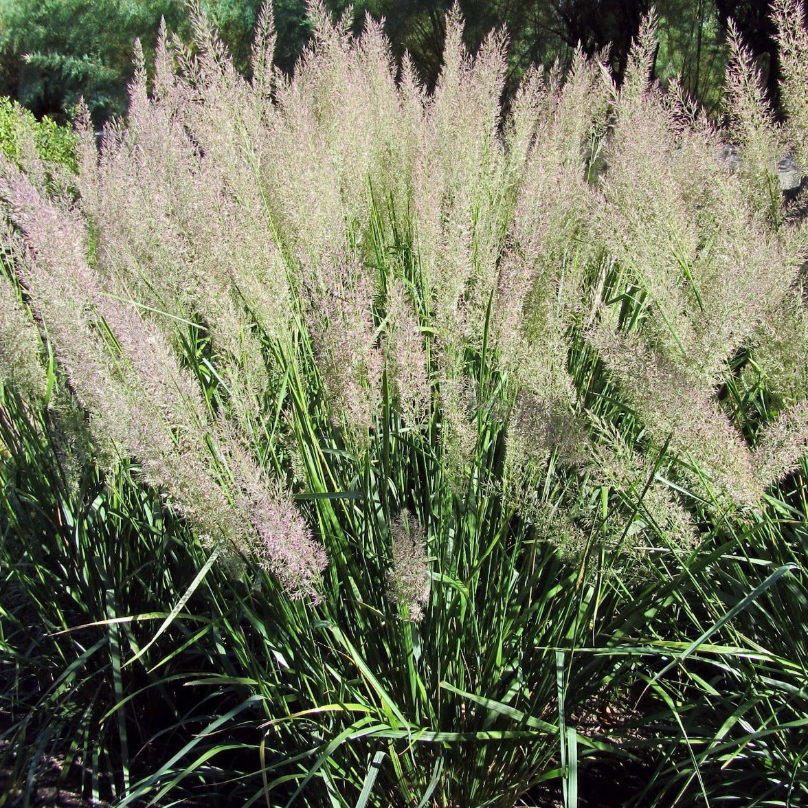 Calamagrostide herbe aux diamants - Calamagrostis brachytricha