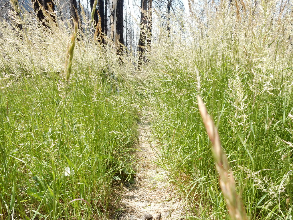 Calamagrostide du Canada - Calamagrostis canadensis – Image 2