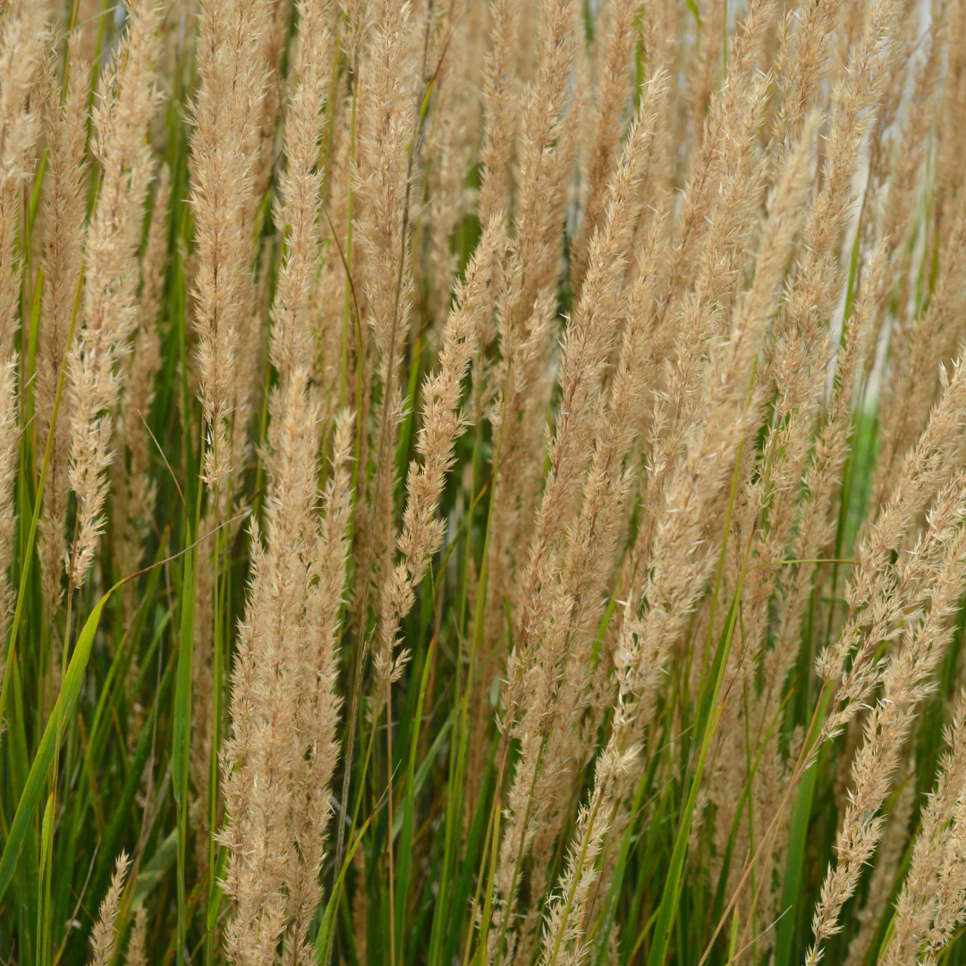 Calamagrostide Hello Spring - Calamagrostis acutiflora 'Hello Spring'