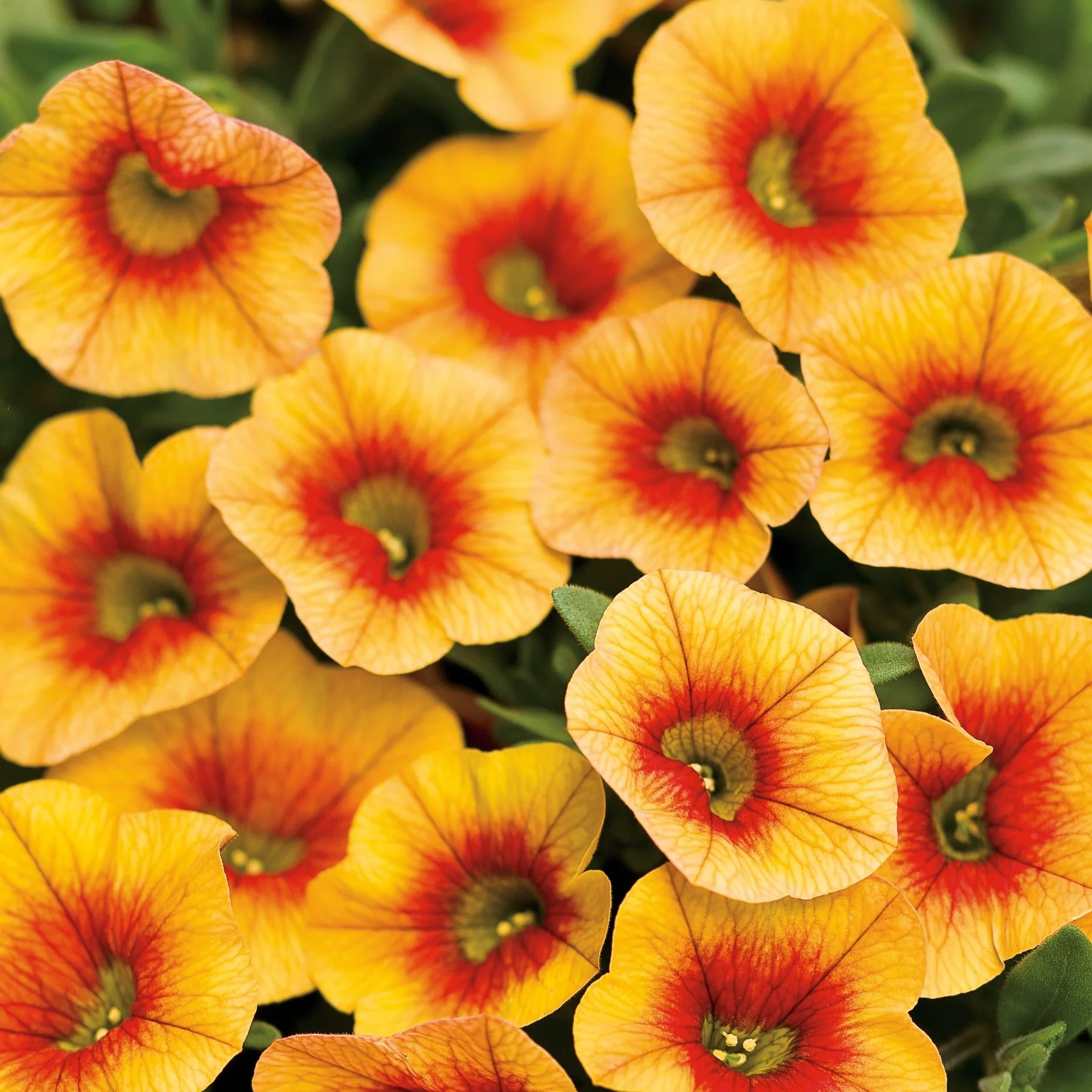 Calibrachoa Million bells - Calibrachoa – Image 2