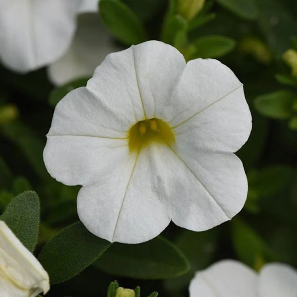 Calibrachoa Million bells - Calibrachoa – Image 3