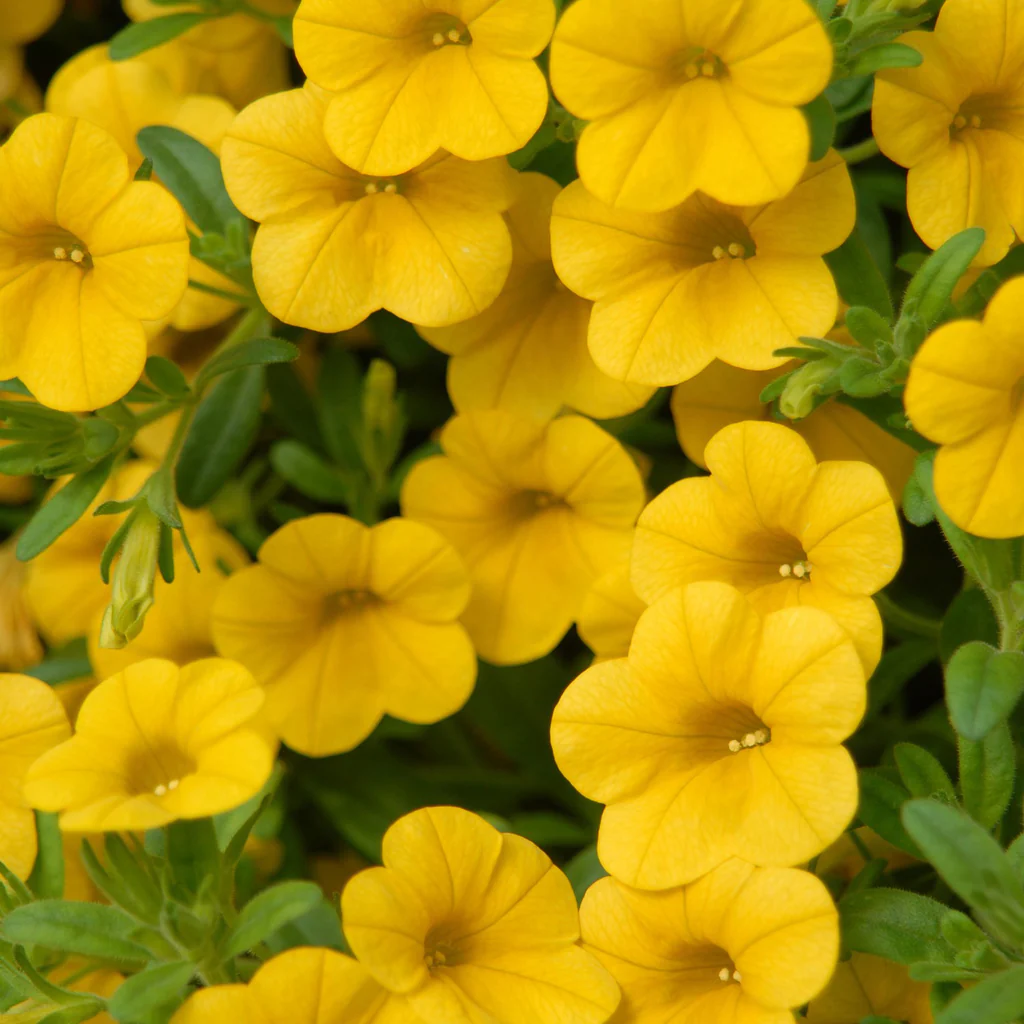 Calibrachoa Million bells - Calibrachoa – Image 4