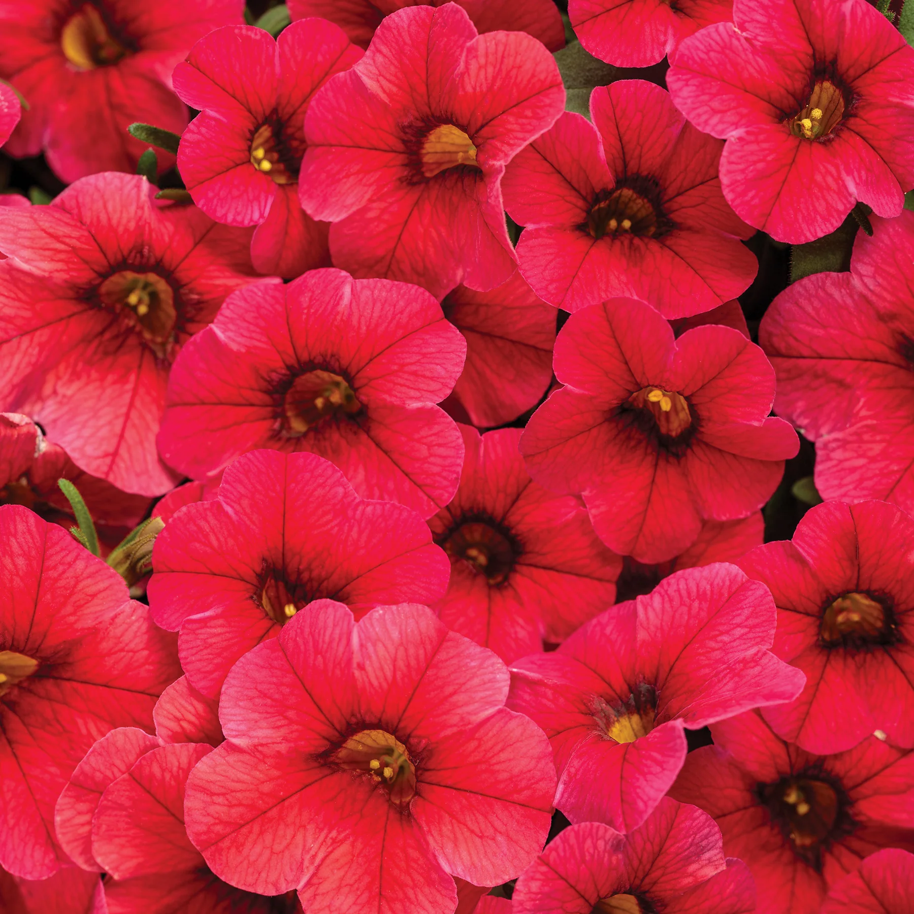 Calibrachoa Million bells - Calibrachoa – Image 5