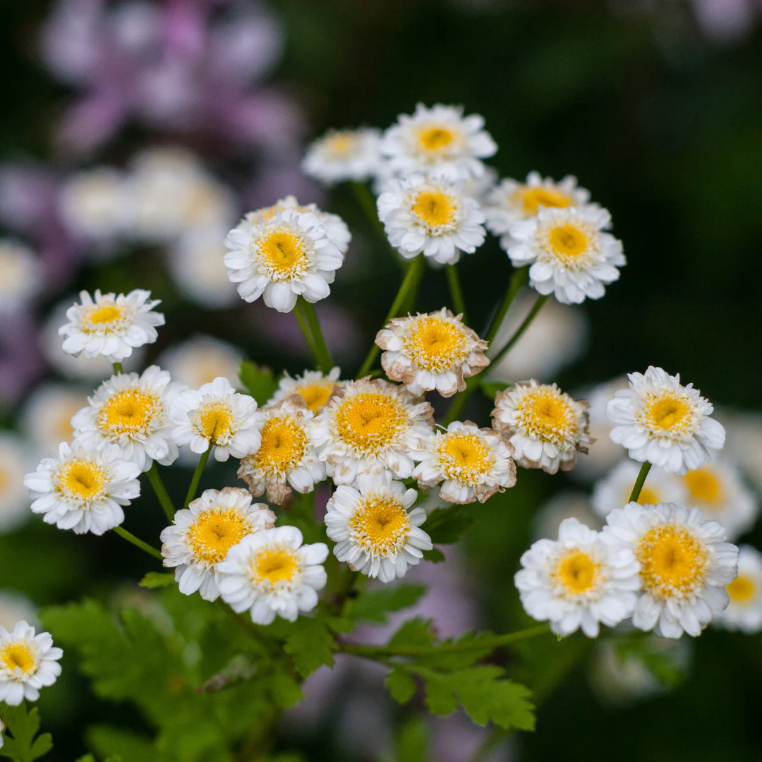 Camomille grande (plant BIO)