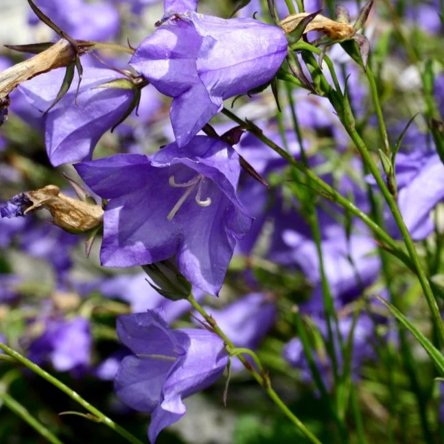 Campanule à feuilles de pêcher - Campanula persicifolia