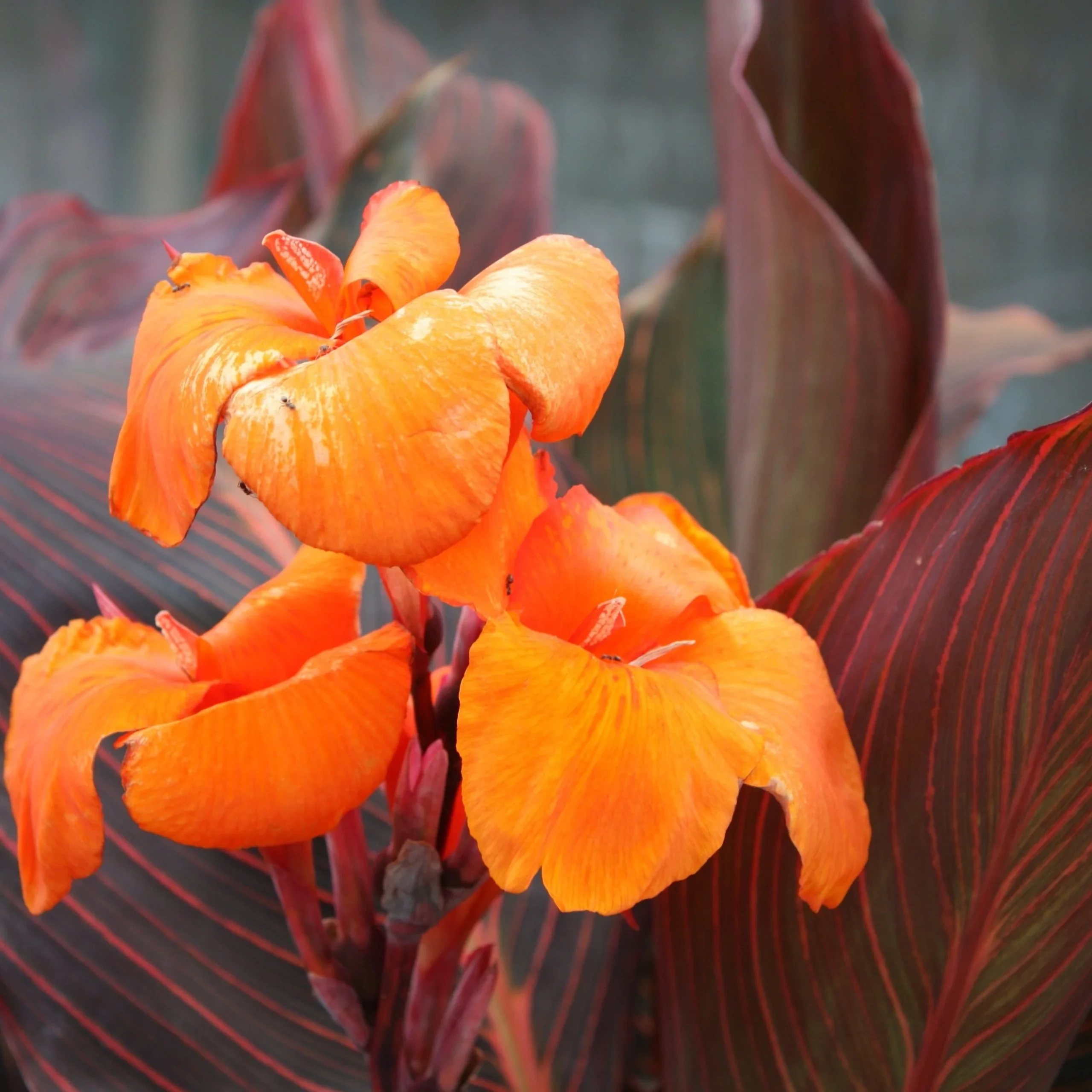 Canna 'African Sunset' - Canna African Sunset