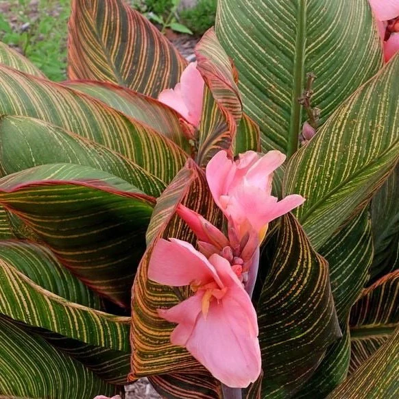 Canna 'Pink Sunburst' - Canna Pink Sunburst