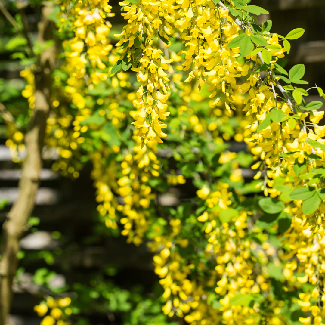 Caraganier pleureur sur tige - Caragana arborescens 'Pendula'