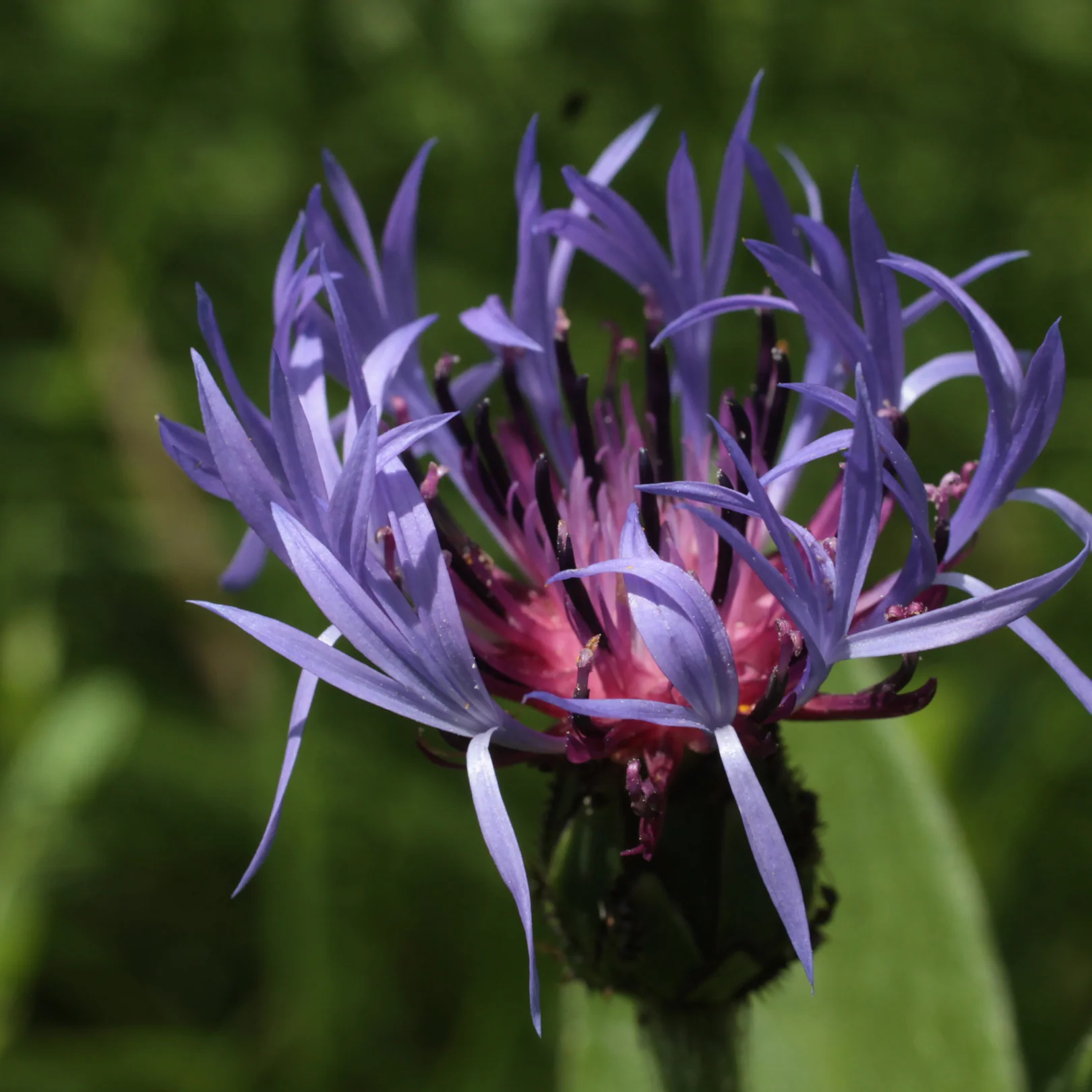 Bleuet de montagne - Centaurea montana